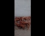 Madjarska Vizla stenci na prodaju